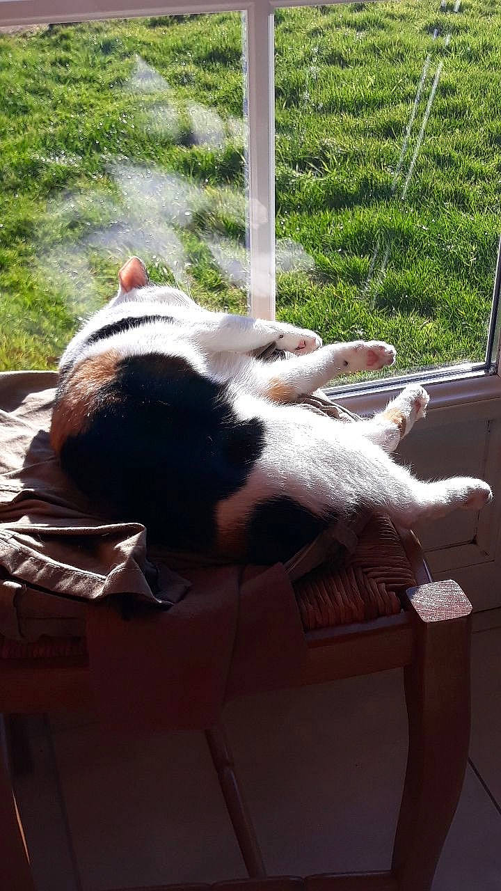 Zazie participe au concours pour gagner de l'argent avec cette photo : canidae, carnivore, dog, dog_breed, fawn, non_sporting_group, tail, treeing_walker_coonhound