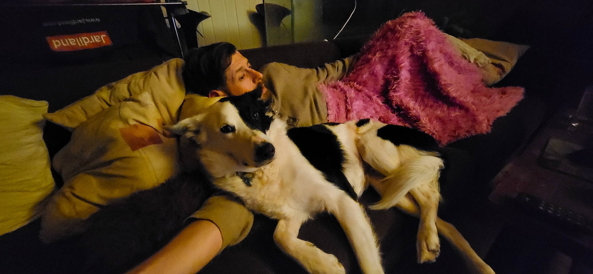 Picsou a rejoint le concours — aidez-le/la à gagner de superbes lots ! borzoi, canidae, carnivore, comfort, companion_dog, couch, dog, dog_breed, event, fur, houseplant, mammal, non_sporting_group, room, sporting_group, texas_heeler, vertebrate, working_animal, working_dog