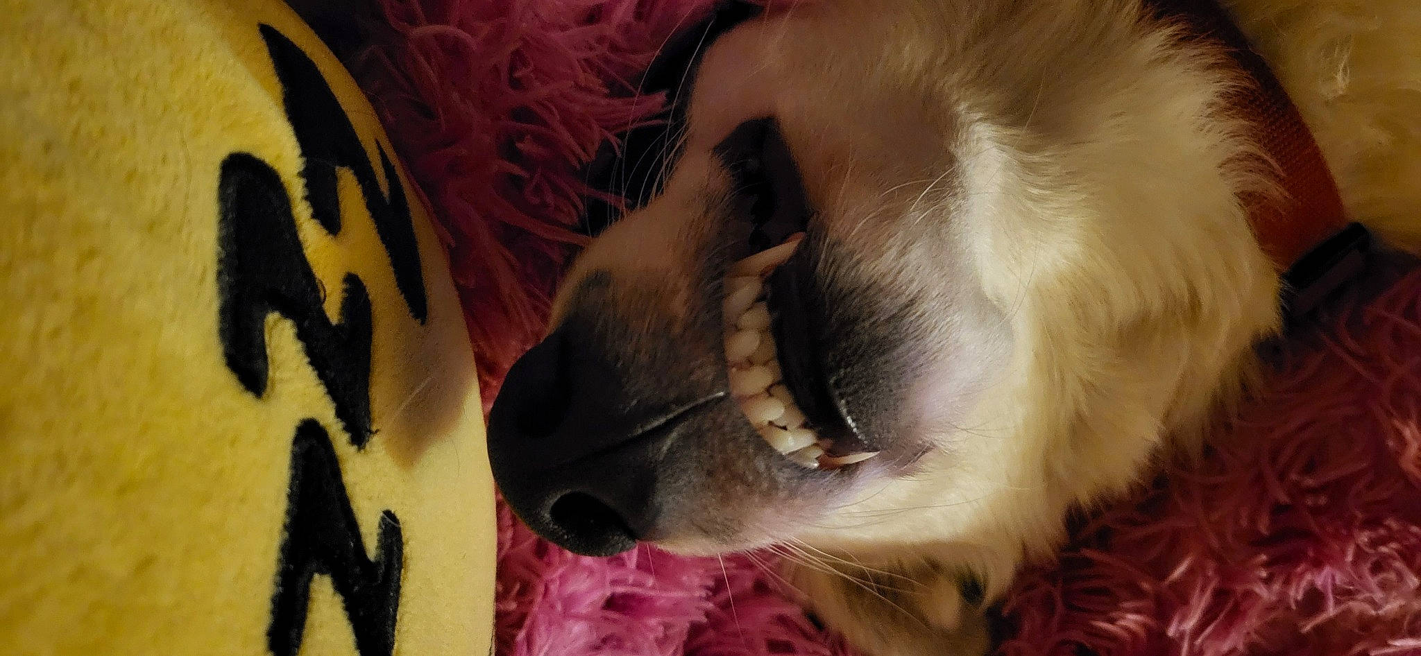 Picsou participe au concours pour gagner de l'argent avec cette photo : canidae, carnivore, close_up, companion_dog, dog, dog_breed, ear, eyelash, fang, fawn, felidae, jaw, liver, small_to_medium_sized_cats, snout, sporting_group, tongue, tooth, whiskers, yawn