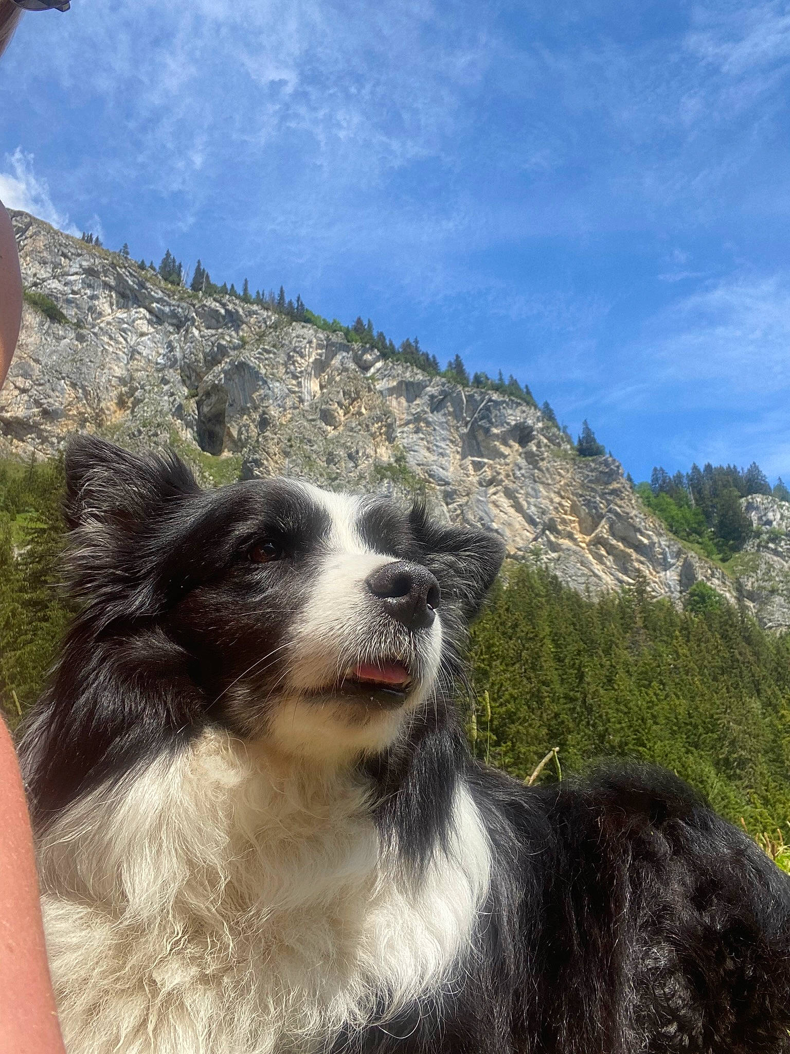 Gena participe au concours pour gagner de l'argent avec cette photo : adventure, australian_collie, border_collie, canidae, carnivore, chaparral, companion_dog, dog, dog_breed, fur, herding_dog, human, mountainous_landforms, snout, sporting_group, vertebrate, whiskers, wilderness, working_animal, working_dog