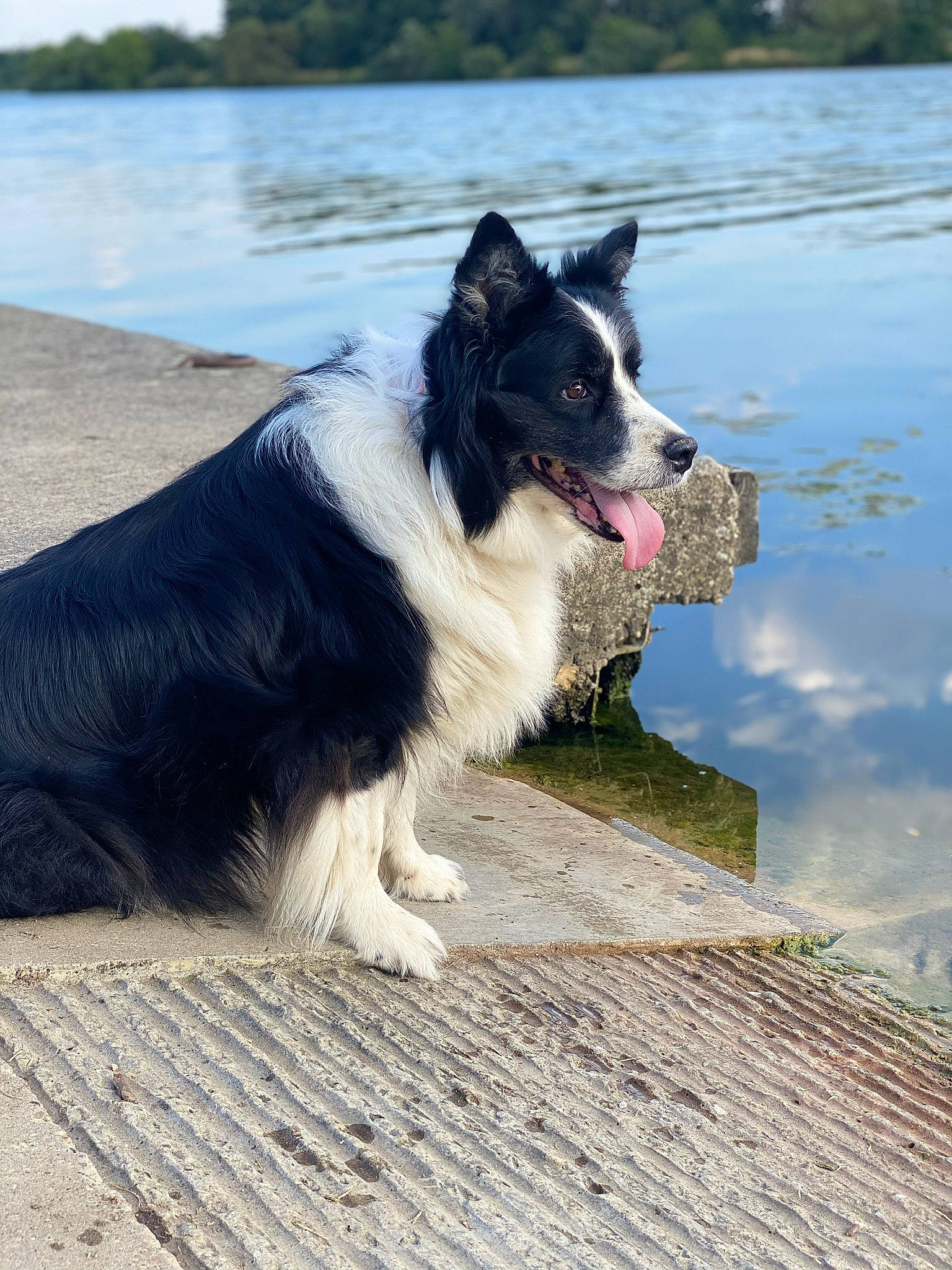 Gena participe au concours pour gagner de l'argent avec cette photo : bank, border_collie, canidae, carnivore, companion_dog, dog, dog_breed, herding_dog, lake, loch, mammal, reflection, reservoir, river, snout, sporting_group, tail, vertebrate, wetland, working_animal