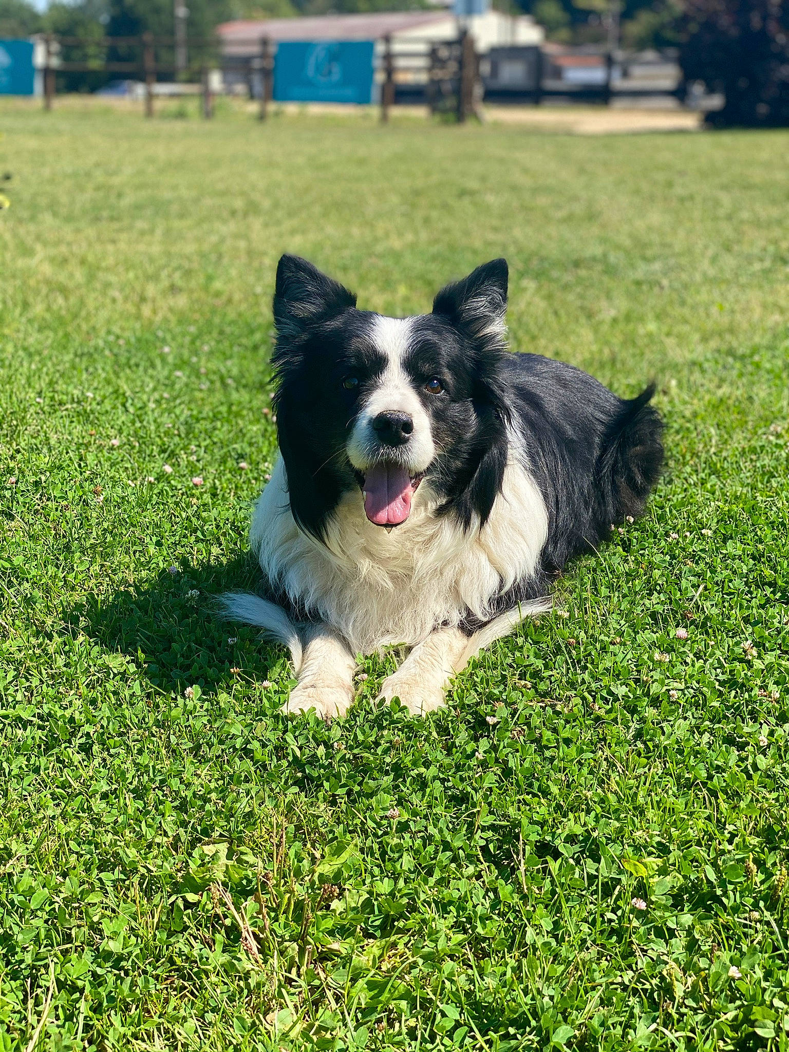 Gena participe au concours pour gagner de l'argent avec cette photo : canidae, carnivore, companion_dog, dog, dog_breed, field, fur, grass, grass_family, grassland, herding_dog, lawn, mammal, meadow, prairie, snout, sporting_group, tongue, vertebrate, working_animal
