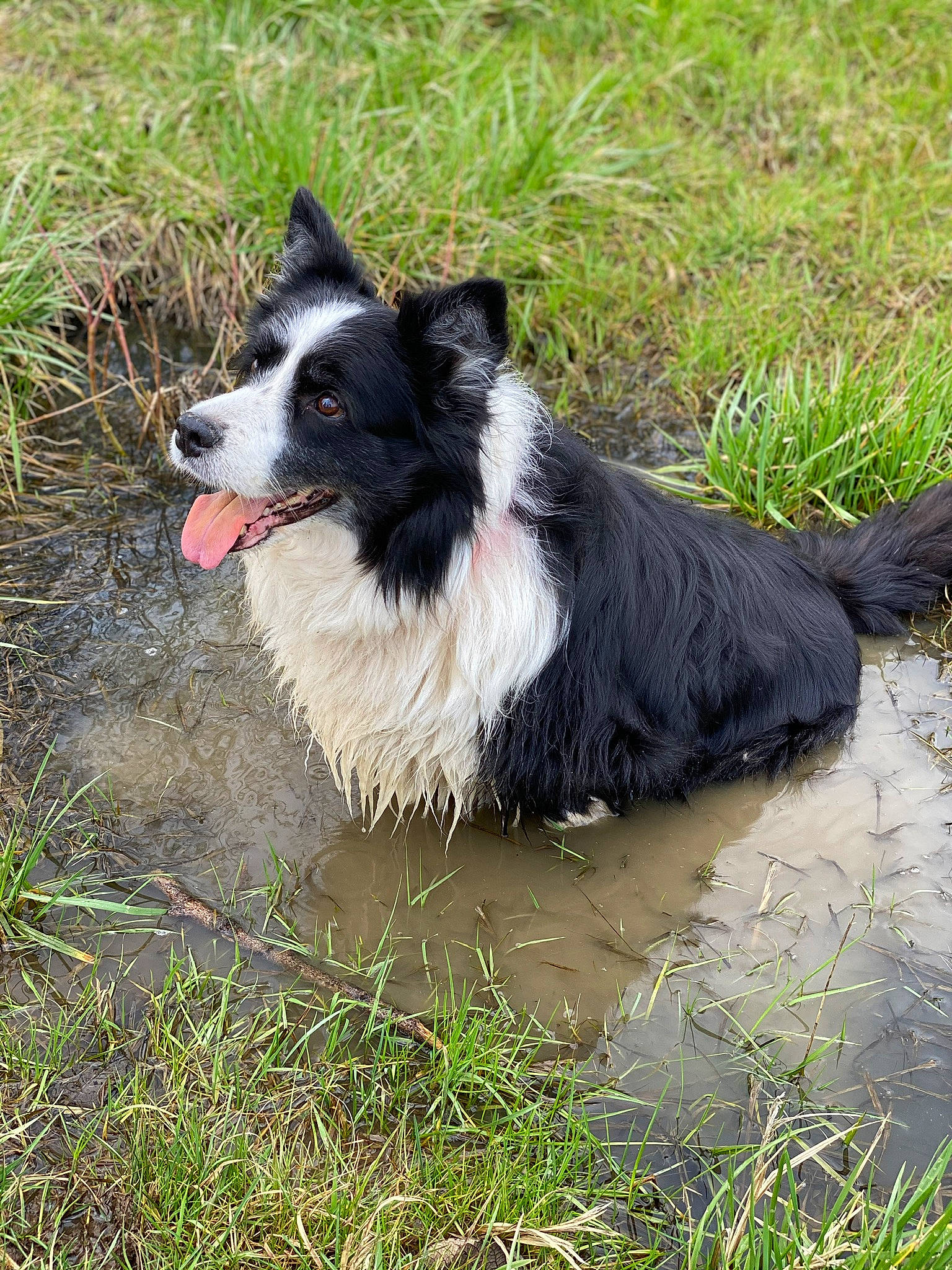 Gena a rejoint le concours — aidez-le/la à gagner de superbes lots ! australian_collie, bog, border_collie, canidae, carnivore, companion_dog, dog, dog_breed, fen, grass, grass_family, herding_dog, hunting_dog, mammal, snout, sporting_group, wetland, whiskers, working_animal, working_dog
