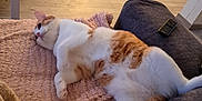 Rocket a rejoint le concours — aidez-le/la à gagner de superbes lots ! blanket, cat, couch, cozy, domestic, fan, floor, furniture, home, indoor, living_room, orange_and_white_cat, pet, plant, relaxed, remote, remote_control, resting, soft_texture, wooden_floor