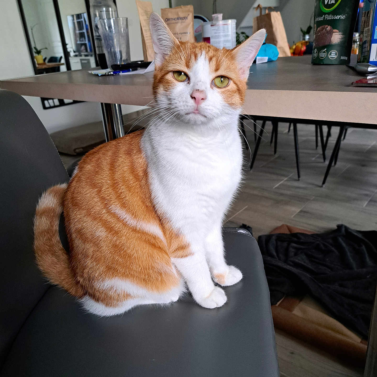 Rocket a rejoint le concours — aidez-le/la à gagner de superbes lots ! calm, cat, chair, curious, domestic_animal, ears, feline, floor, fur, household_items, indoor, kitchen, looking_at_camera, orange_cat, pet, sitting, staircase, table, whiskers, white_cat
