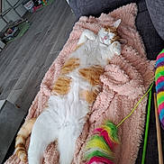 Rocket participe au concours pour gagner de l'argent avec cette photo : blanket, cat, colorful_toy, couch, cozy, flooring, furniture, fuzzy_toy, indoor, modern_room, orange_and_white_cat, paw, pet, pink_blanket, relaxed, resting, sleeping_cat, tail, toy, wooden_floor