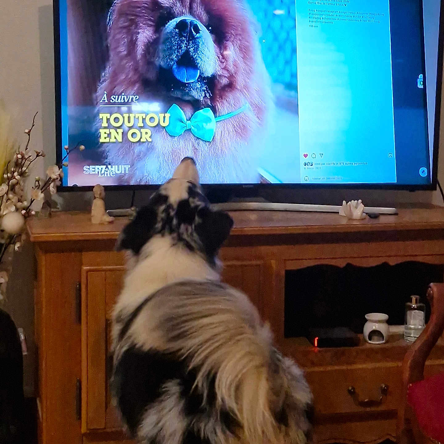 Batman a rejoint le concours — aidez-le/la à gagner de superbes lots ! animal, architecture, building, canine, computerhardware, couch, dog, electronics, entertainmentcenter, furniture, hardware, indoors, livingroom, monitor, pet, room, screen, table, tv, wood