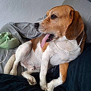 Jarvis a rejoint le concours — aidez-le/la à gagner de superbes lots ! dog, beagle, pet, animal, tongue_out, necklace, pearl_necklace, couch, indoor, relaxed, cute, brown_and_white, fur, paw, snout, ears, home, cozy, sitting, tongue