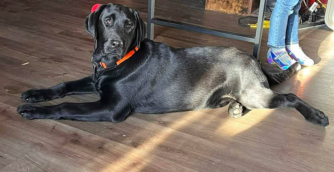 Flash is registered to the contest to win money with this photo: borador, canidae, carnivore, collar, companion_dog, dog, dog_breed, dog_collar, dog_supply, flooring, fur, guard_dog, gun_dog, pet_supply, snout, sporting_group, tail, terrestrial_animal, wood, working_animal