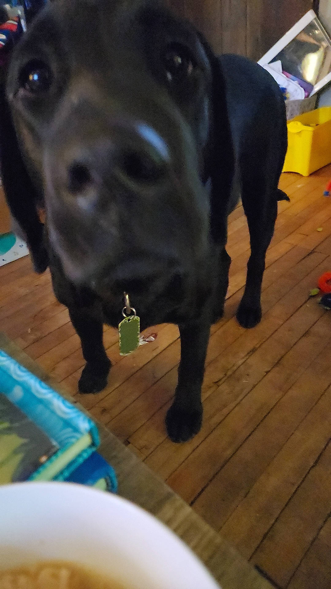 Flash is registered to the contest to win money with this photo: borador, canidae, carnivore, companion_dog, dog, dog_breed, dog_supply, fawn, flooring, guard_dog, hardwood, liver, pet_supply, tail, terrestrial_animal, whiskers, wood, wood_stain, working_animal, working_dog