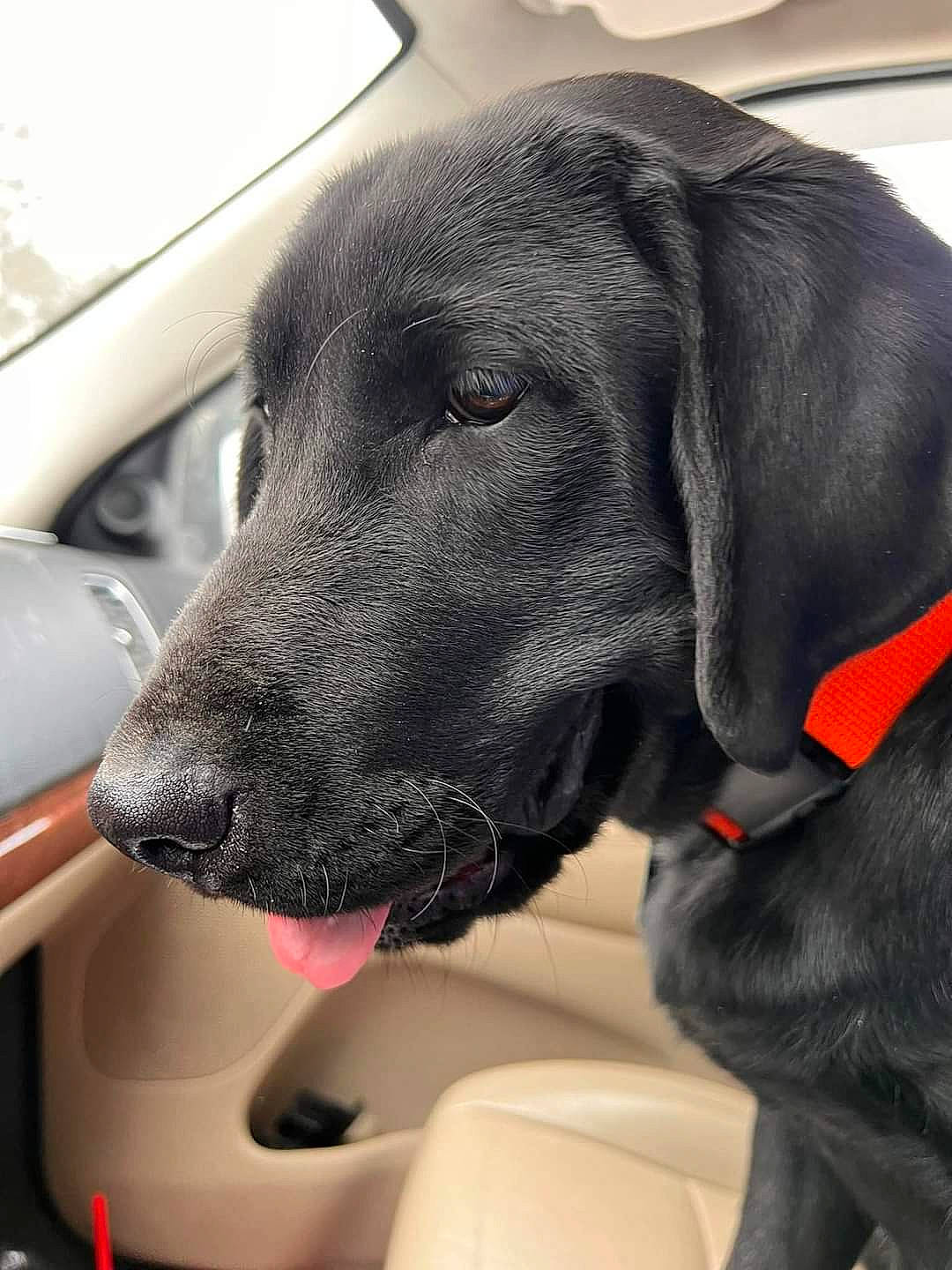 Flash is registered to the contest to win money with this photo: auto_part, automotive_lighting, automotive_mirror, car, carnivore, collar, comfort, companion_dog, dog, dog_breed, dog_collar, liver, personal_luxury_car, pet_supply, snout, vehicle, vehicle_door, whiskers, windshield, working_animal