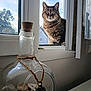 bottle, cat, clouds, glass_bottle, green_eyes, home_decor, indoor, jar, looking, pet, portrait, reflection, rope, seashells, sky, sunlight, tabby_cat, whiskers, window, windowsill