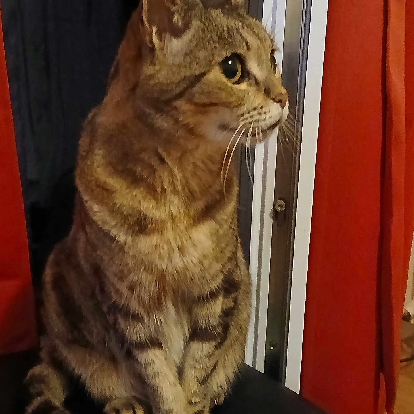 Hippy participe au concours pour gagner de l'argent avec cette photo : abyssinian, animal, armchair, barstool, cat, chair, couch, egyptiancat, furniture, hardwood, kitten, manx, pet, plywood, shelf, wood