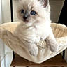 kitten, cat, blue_eyes, fluffy, pet, indoor, cat_bed, hammock, shelf, decoration, orange, curious, cute, animal, feline, young_cat, fur, home, cozy, resting