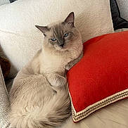 Snow a rejoint le concours — aidez-le/la à gagner de superbes lots ! angora, animal, cat, computer, couch, cushion, electronics, furniture, headrest, homedecor, kitten, laptop, linen, pc, person, pet, pillow, siamese, sleeping, text