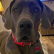 Chloe joined the competition — help win amazing prizes! dog, pet, indoor, close_up, collar, tag, blanket, lamp, television, wood_floor, furniture, canine, brown_dog, ears, face, snout, looking_at_camera, domestic_animal, animal, living_room