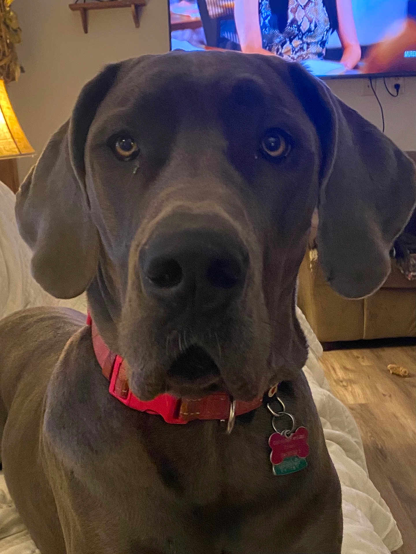 Chloe joined the competition — help win amazing prizes! dog, pet, indoor, close_up, collar, tag, blanket, lamp, television, wood_floor, furniture, canine, brown_dog, ears, face, snout, looking_at_camera, domestic_animal, animal, living_room