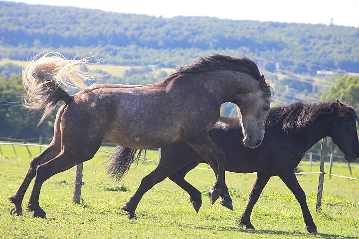 Espoir participe au concours pour gagner de l'argent avec cette photo : colt, foal, grassland, horse, livestock, mammal, mane, mare, mustang_horse, pasture, ranch, stallion, vertebrate, wildlife