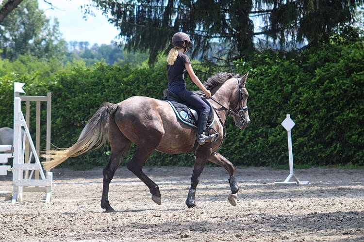 Espoir participe au concours pour gagner de l'argent avec cette photo : animal_sports, bridle, english_riding, equestrian, equestrian_sport, equestrianism, equitation, halter, horse, horse_supplies, horse_tack, mammal, mare, outdoor_recreation, recreation, rein, saddle, stallion, vertebrate, western_riding