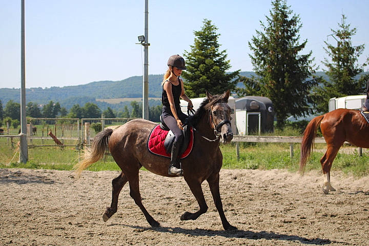 Espoir participe au concours pour gagner de l'argent avec cette photo : animal_sports, bridle, equestrian, equestrian_sport, equestrianism, equitation, halter, horse, horse_supplies, horse_tack, mammal, mare, pack_animal, ranch, recreation, rein, saddle, stallion, vertebrate, western_riding