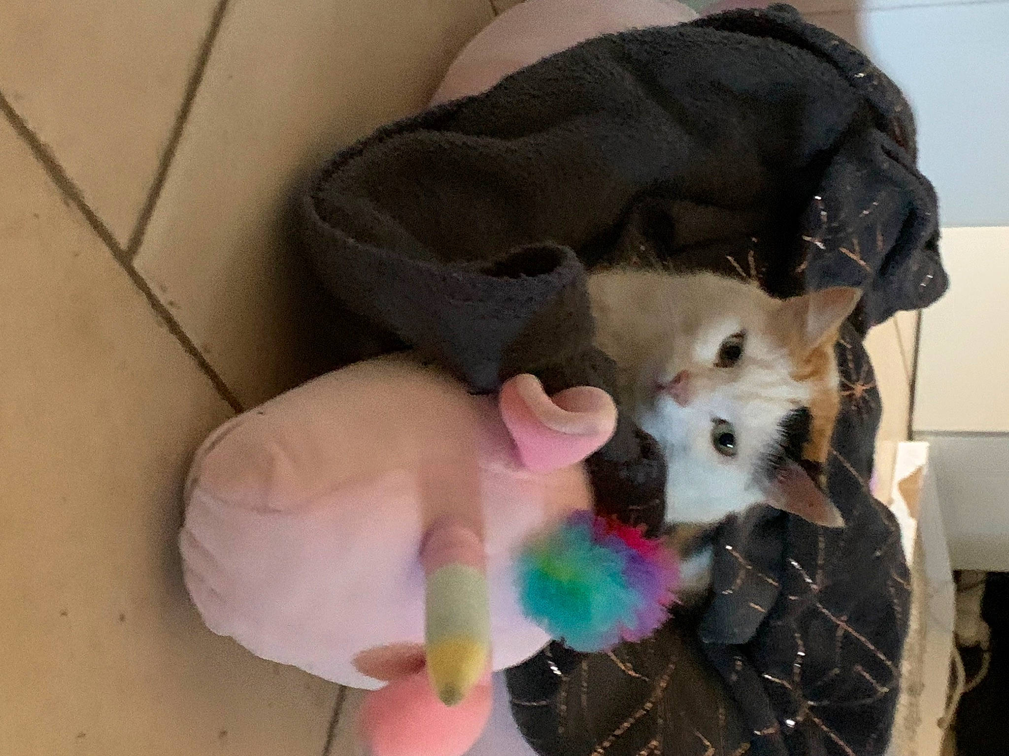 Juanita participe au concours pour gagner de l'argent avec cette photo : baby_products, bed, canidae, carnivore, cat, comfort, companion_dog, dog_breed, dog_supply, fashion_accessory, fawn, felidae, fur, luggage_and_bags, small_to_medium_sized_cats, stuffed_toy, tail, teddy_bear, toy, whiskers