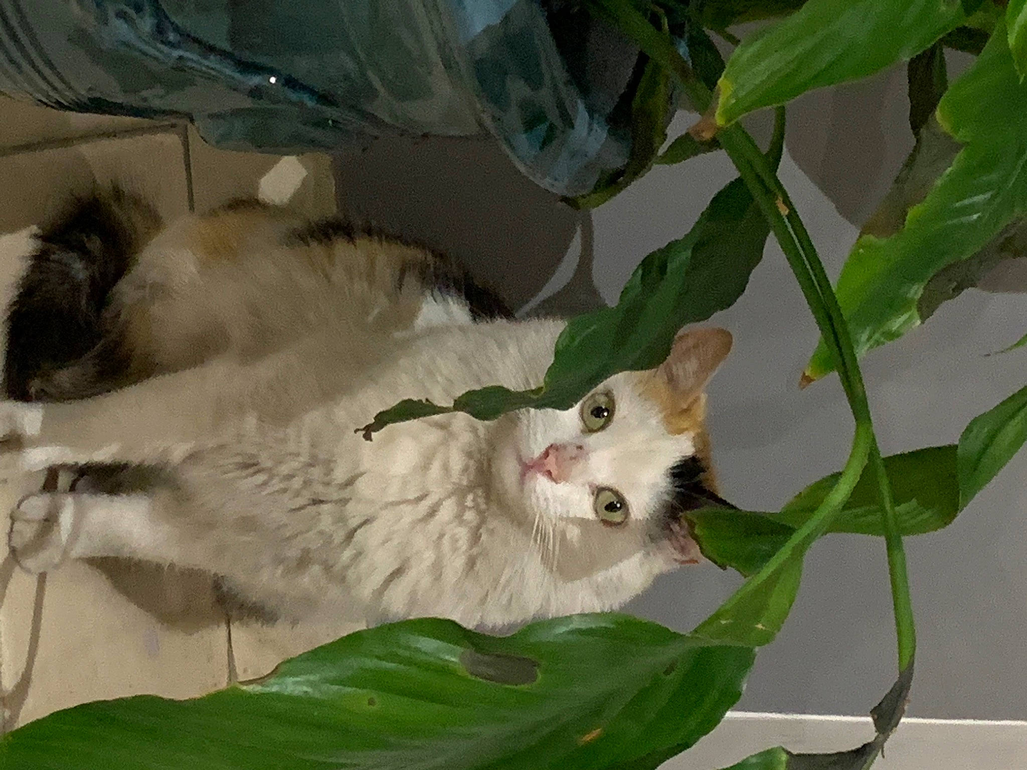 Juanita a rejoint le concours — aidez-le/la à gagner de superbes lots ! carnivore, cat, companion_dog, dog_breed, domestic_short_haired_cat, fawn, felidae, fur, paw, plant, small_to_medium_sized_cats, snout, tail, whiskers