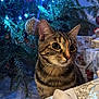 cat, tabby_cat, christmas_tree, christmas_lights, ornaments, decorations, gifts, wrapped_presents, holiday, festive, indoor, pet, feline, close_up, curious, animal, celebration, seasonal, sparkle, soft_lighting