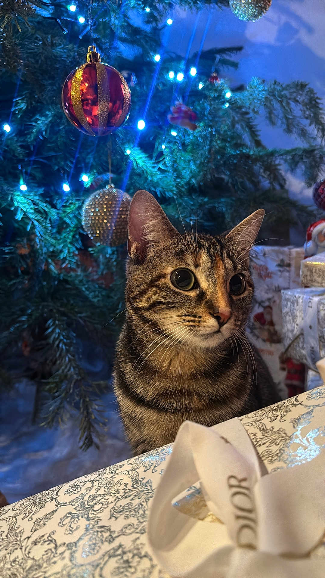 Arya participe au concours pour gagner de l'argent avec cette photo : cat, tabby_cat, christmas_tree, christmas_lights, ornaments, decorations, gifts, wrapped_presents, holiday, festive, indoor, pet, feline, close_up, curious, animal, celebration, seasonal, sparkle, soft_lighting