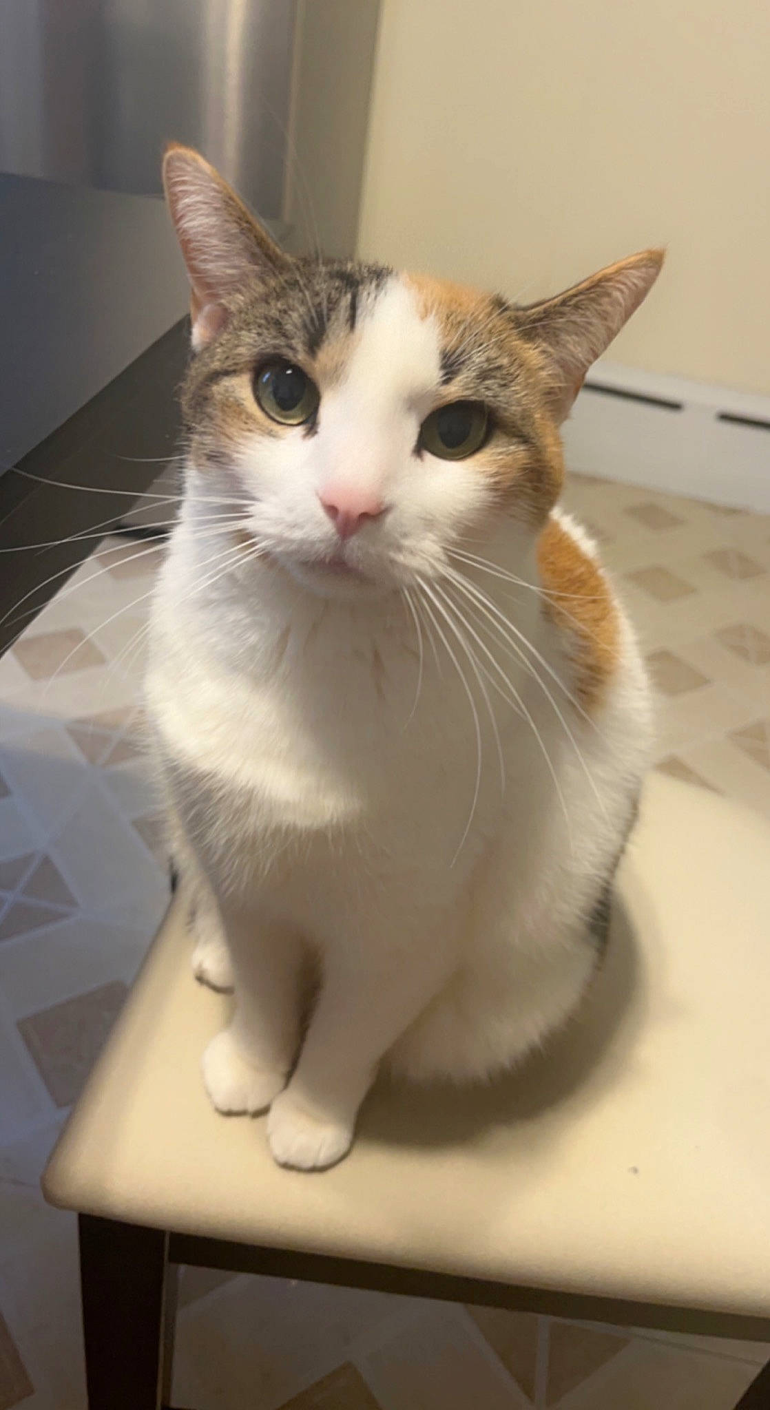 Catalina joined the competition — help win amazing prizes! box, carnivore, cat, domestic_short_haired_cat, felidae, flooring, fur, paw, small_to_medium_sized_cats, snout, tail, whiskers