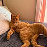 animal, bed, blanket, cat, cozy, curtain, cute, feline, fur, ginger_cat, home, indoor, orange_fur, pet, pillow, relaxed, resting, sleepy, wall, window