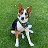 dog, grass, outdoor, pet, animal, tricolor, bandana, sitting, ears_up, cute, attentive, portrait, playful, sports, greenery, canine, friendly, nature, companion, loyal