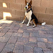 Ranger joined the competition — help win amazing prizes! animal, bandana, black_white_brown, brick_wall, canine, dog, ears_up, fetch, friendly, happy, outdoor, paved_ground, paw, pet, playful, sitting, sunlight, tail, tennis_ball, tongue