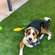 Ranger is registered to the contest to win money with this photo: dog, bandana, grass, toy, corn_toy, outdoor, patio, smiling, lying_down, black, brown, white, happy, pet, canine, sunlight, fence_shadow, floor, backyard, playful