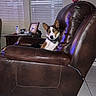 Ranger is registered to the contest to win money with this photo: black, brown, calm, collar, dog, furniture, household_items, indoor, leather_chair, living_room, pet, photography, portrait, relaxed, seat, side_table, tan, tile_floor, white, window_blinds