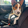 Ranger is registered to the contest to win money with this photo: animal, armrest, brown_and_white, canine, car_interior, companion, daylight, dog, domestic_animal, ears, inside, leash, looking, pet, resting, seat, seatbelt, sunlight, vehicle, window