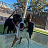 Ranger joined the competition — help win amazing prizes! animal, backyard, blue_sky, canine, daytime, dog, dogs, fence, fun, grass, happy, outdoor, pet, playful, pool, smiling, summer, sunny, trees, water