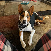 Ranger joined the competition — help win amazing prizes! animal, bandana, black, brown, carpet, cute, dog, ears, floor, furniture, home, indoor, laying_down, living_room, pet, plaid_pants, relaxed, toy, tri_color, white