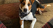 Ranger joined the competition — help win amazing prizes! animal, bandana, black, brown, carpet, cute, dog, ears, floor, furniture, home, indoor, laying_down, living_room, pet, plaid_pants, relaxed, toy, tri_color, white