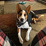 animal, bandana, black, brown, carpet, cute, dog, ears, floor, furniture, home, indoor, laying_down, living_room, pet, plaid_pants, relaxed, toy, tri_color, white