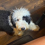 Finley joined the competition — help win amazing prizes! dog, curly_fur, black_and_white, indoor, wooden_floor, pet, animal, looking_up, fur, mammal, companion, cute, domestic_animal, floor, chair, leg, fur_texture, home, portrait, curious