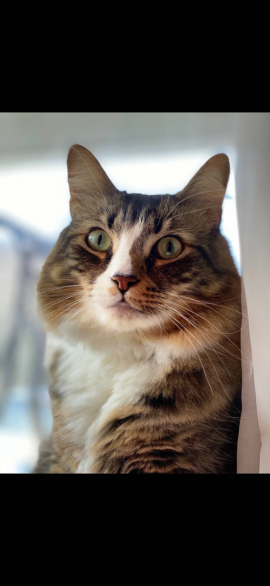 Ruckus is registered to the contest to win money with this photo: carnivore, cat, domestic_short_haired_cat, door, felidae, fur, paw, rectangle, small_to_medium_sized_cats, snout, tree, whiskers, window