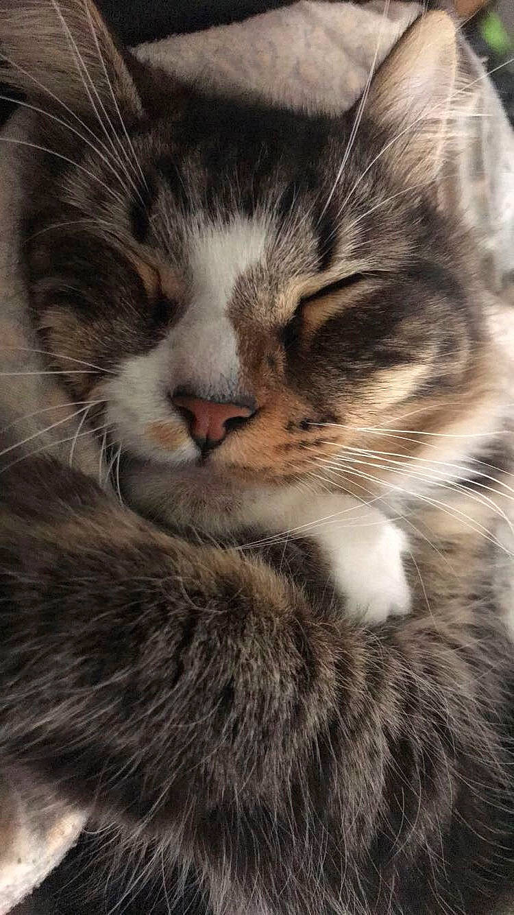 Ruckus joined the competition — help win amazing prizes! carnivore, cat, close_up, cloud, comfort, domestic_short_haired_cat, eye, felidae, fur, iris, mammal, paw, sky, small_to_medium_sized_cats, snout, tail, terrestrial_animal, tree, whiskers, wildlife