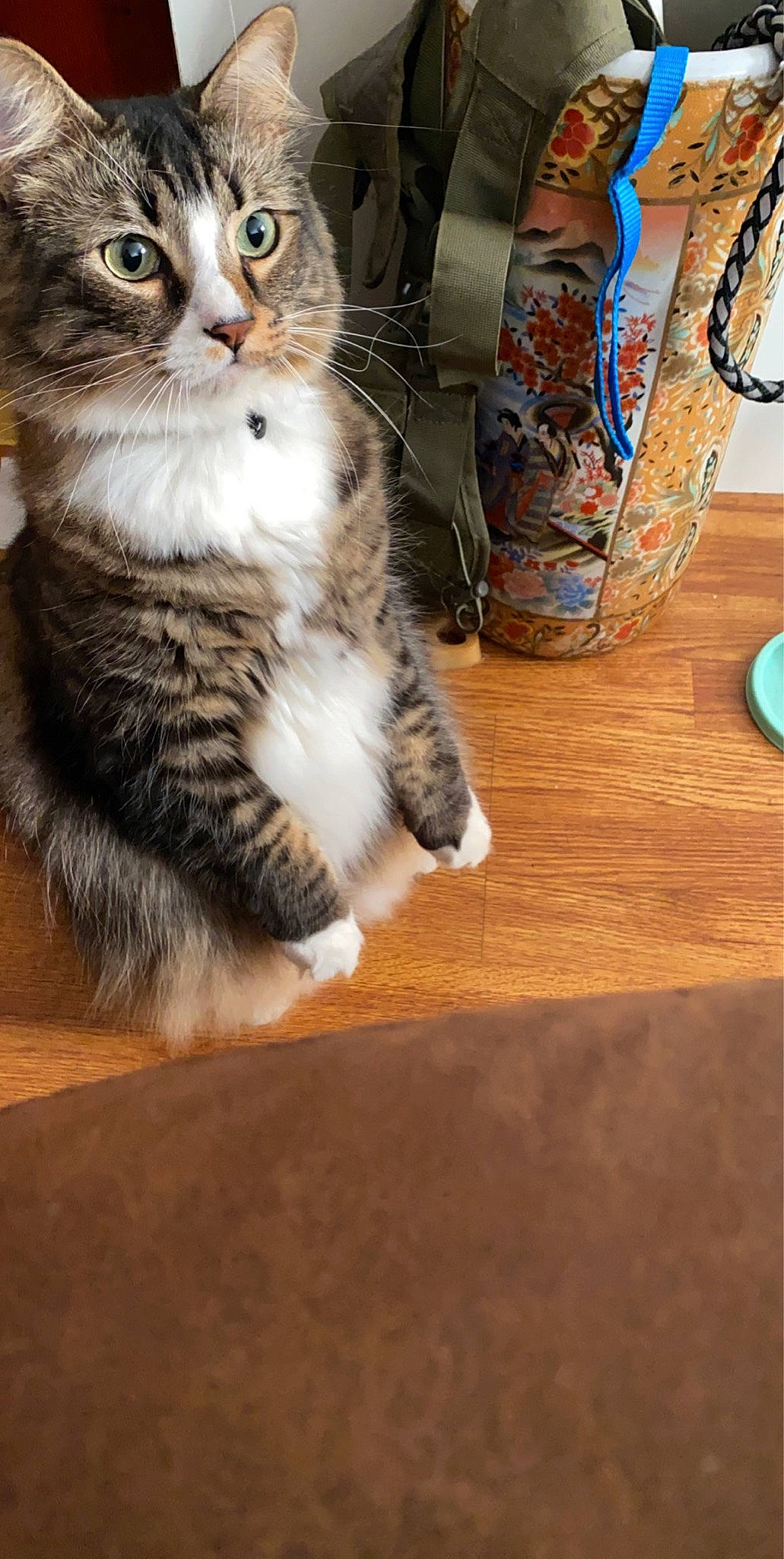 Ruckus is registered to the contest to win money with this photo: carnivore, cat, ceramic, cup, domestic_short_haired_cat, drinkware, felidae, floor, flooring, fur, hardwood, porcelain, pottery, serveware, small_to_medium_sized_cats, snout, tableware, tail, whiskers, wood