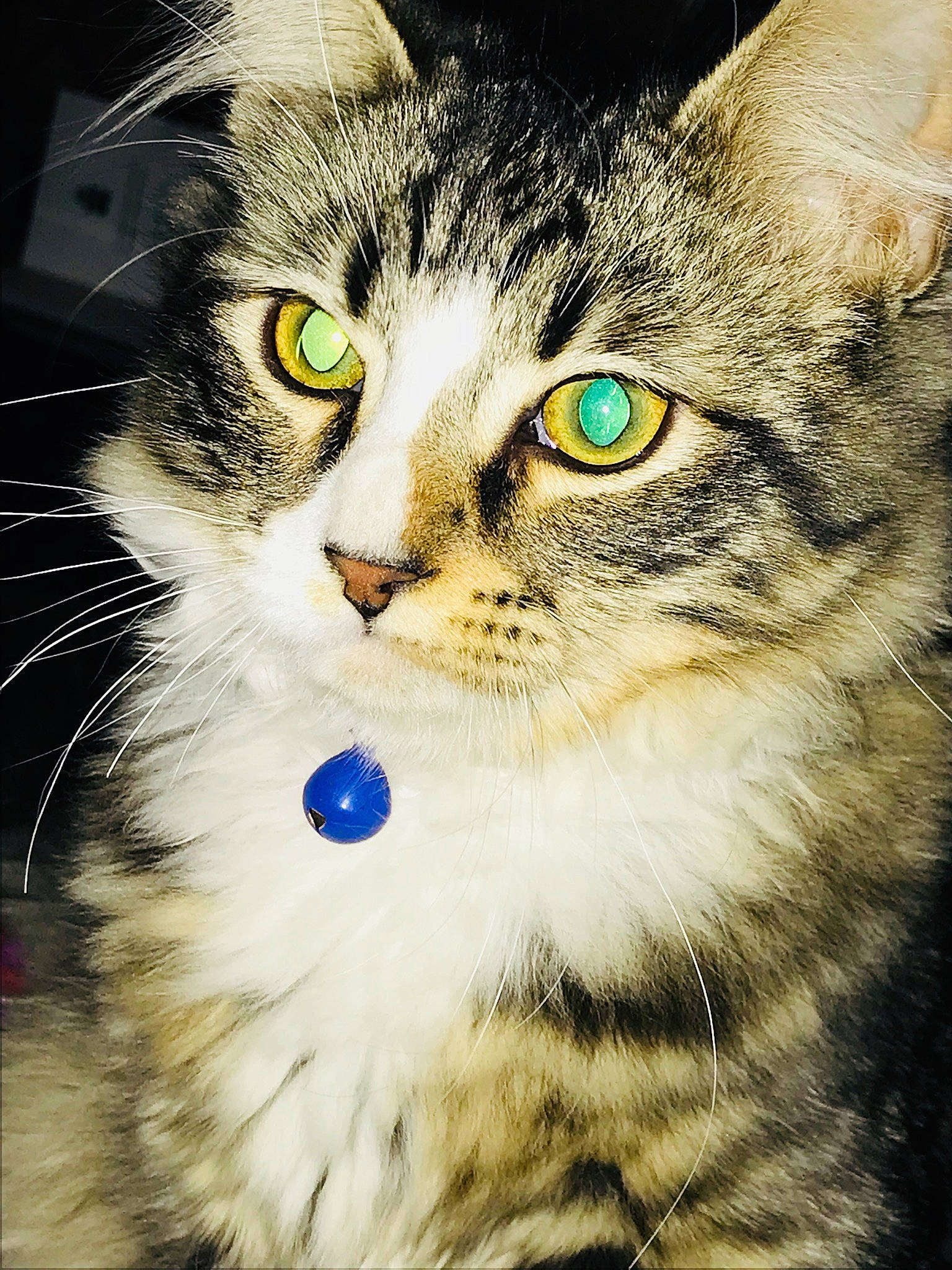 Ruckus joined the competition — help win amazing prizes! carnivore, cat, domestic_short_haired_cat, door, felidae, fur, grass, iris, paw, photo_caption, small_to_medium_sized_cats, snout, terrestrial_animal, whiskers, wildlife, window