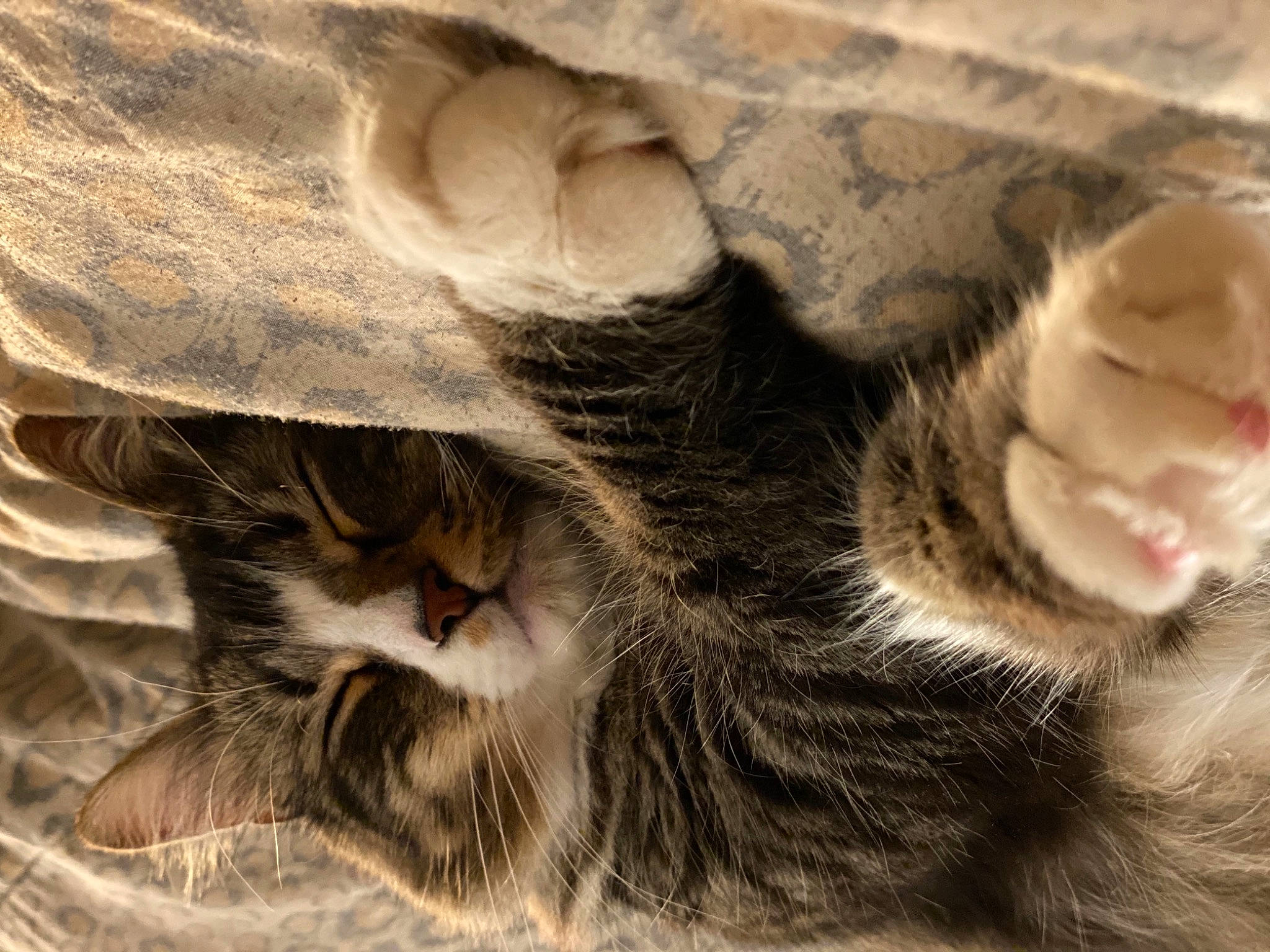 Ruckus is registered to the contest to win money with this photo: brown, carnivore, cat, claw, close_up, comfort, domestic_short_haired_cat, fawn, felidae, fur, nap, paw, sand, small_to_medium_sized_cats, snout, tail, terrestrial_animal, textile, whiskers, wood