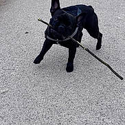 Volt participe au concours pour gagner de l'argent avec cette photo : dog, french_bulldog, black_dog, stick, pavement, harness, grass, playful, pet, outdoors, walking, portrait, ears, mouth, chewing, running, stick_play, canine, pavement_texture, adorable