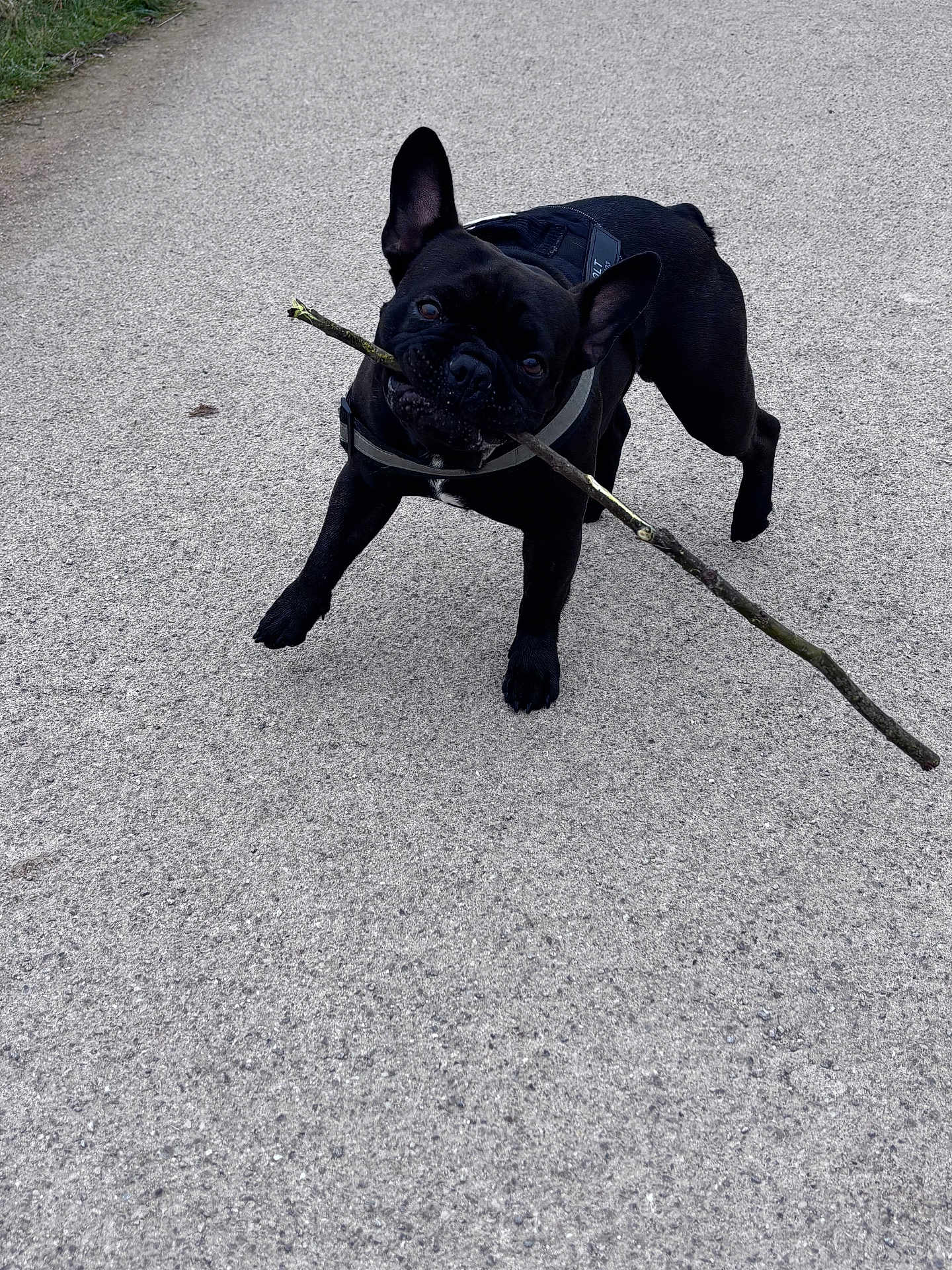 Volt participe au concours pour gagner de l'argent avec cette photo : dog, french_bulldog, black_dog, stick, pavement, harness, grass, playful, pet, outdoors, walking, portrait, ears, mouth, chewing, running, stick_play, canine, pavement_texture, adorable