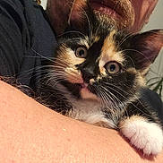 Awaï a rejoint le concours — aidez-le/la à gagner de superbes lots ! kitten, calico, cat, pet, animal, whiskers, fur, face, eyes, person, beard, arm, closeup, indoor, cuddle, comfort, cute, domestic_animal, mammal, portrait