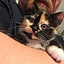 kitten, calico, cat, pet, animal, whiskers, fur, face, eyes, person, beard, arm, closeup, indoor, cuddle, comfort, cute, domestic_animal, mammal, portrait