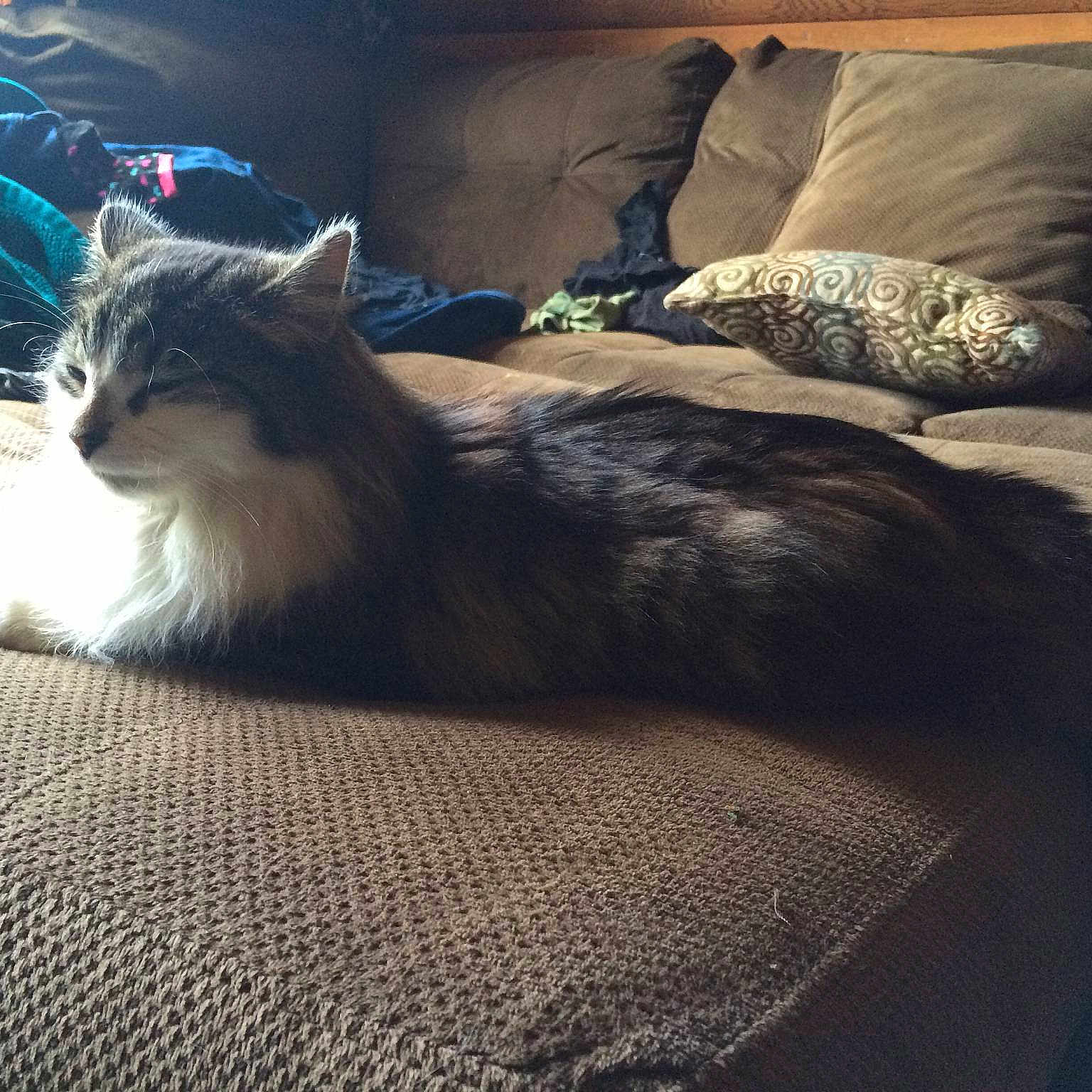 Calypso